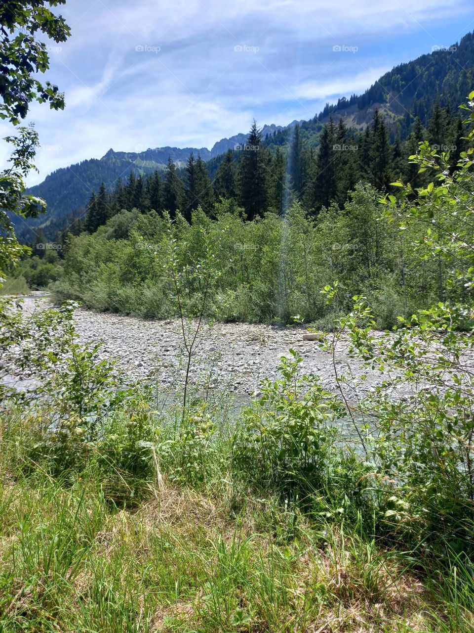 Mountain Stream in Summer