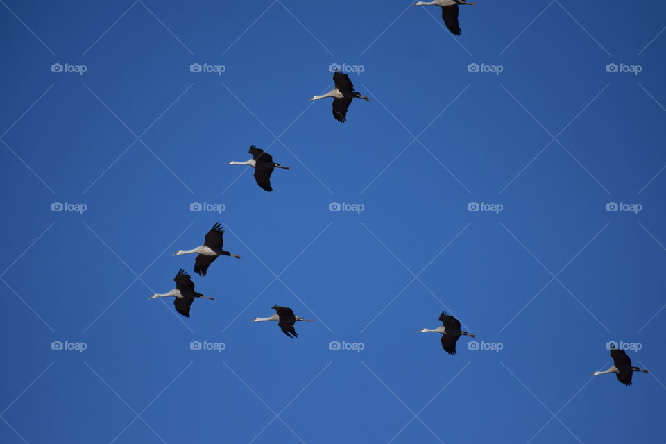 Black and white geese on flight 