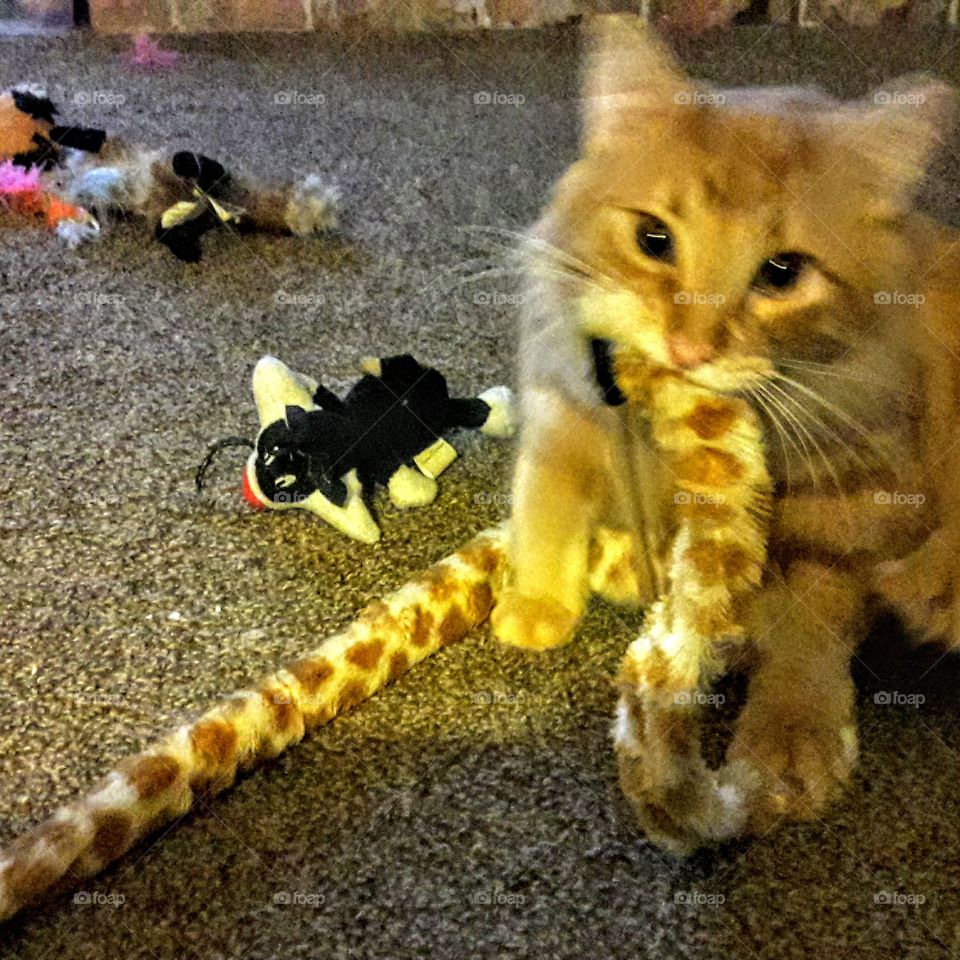 Kitty with Snake Toy
