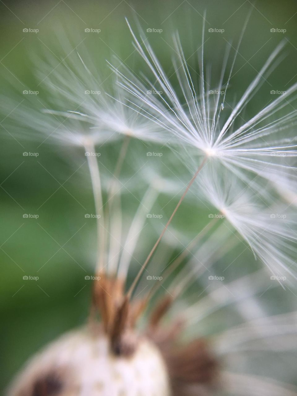 The last dance. Dandilion at it’s most beautiful stage