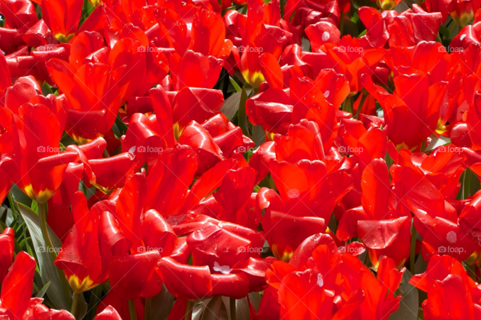 spring flowers field flower by KathOnEarth