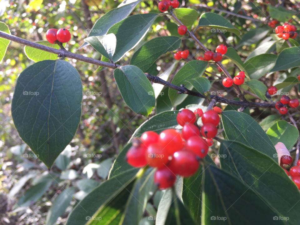Berries of Autumn.