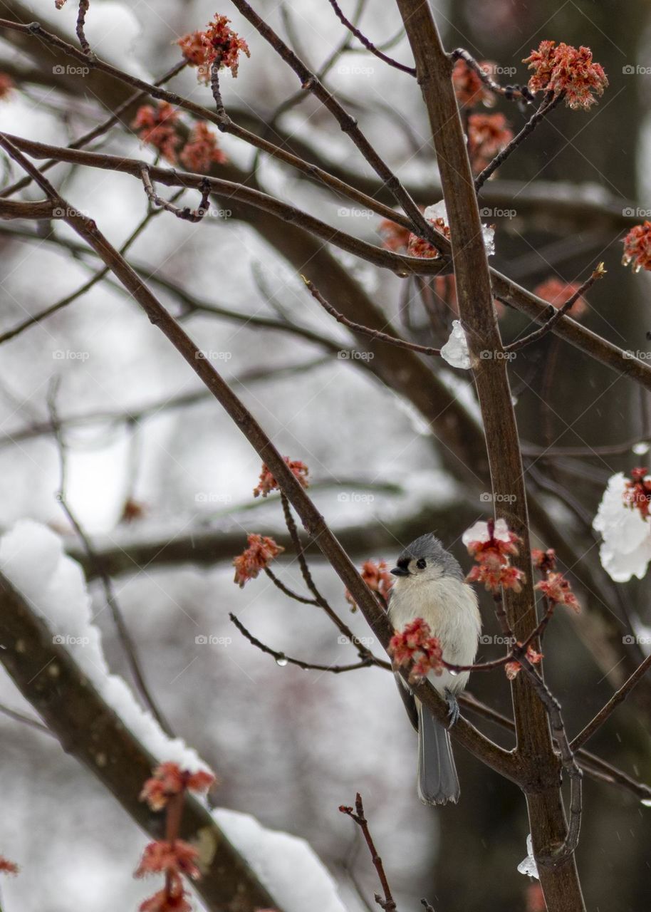 Tufted Titmouse in Snowy Spring Blooms