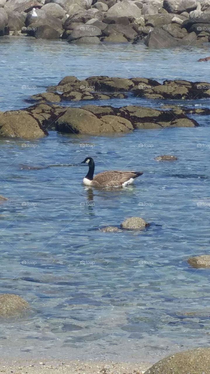 goose on the ocean