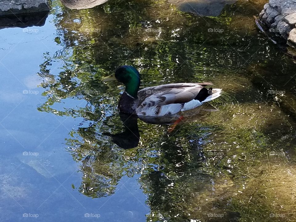 Beautiful Male Duck Swimming
