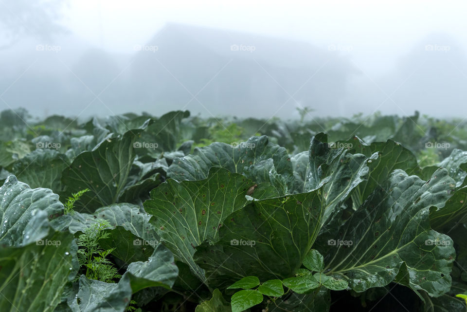 The landscape view with the heavy fog of Cabbage plantation in highland area of Banjarnegara, Central Java, Indonesia
