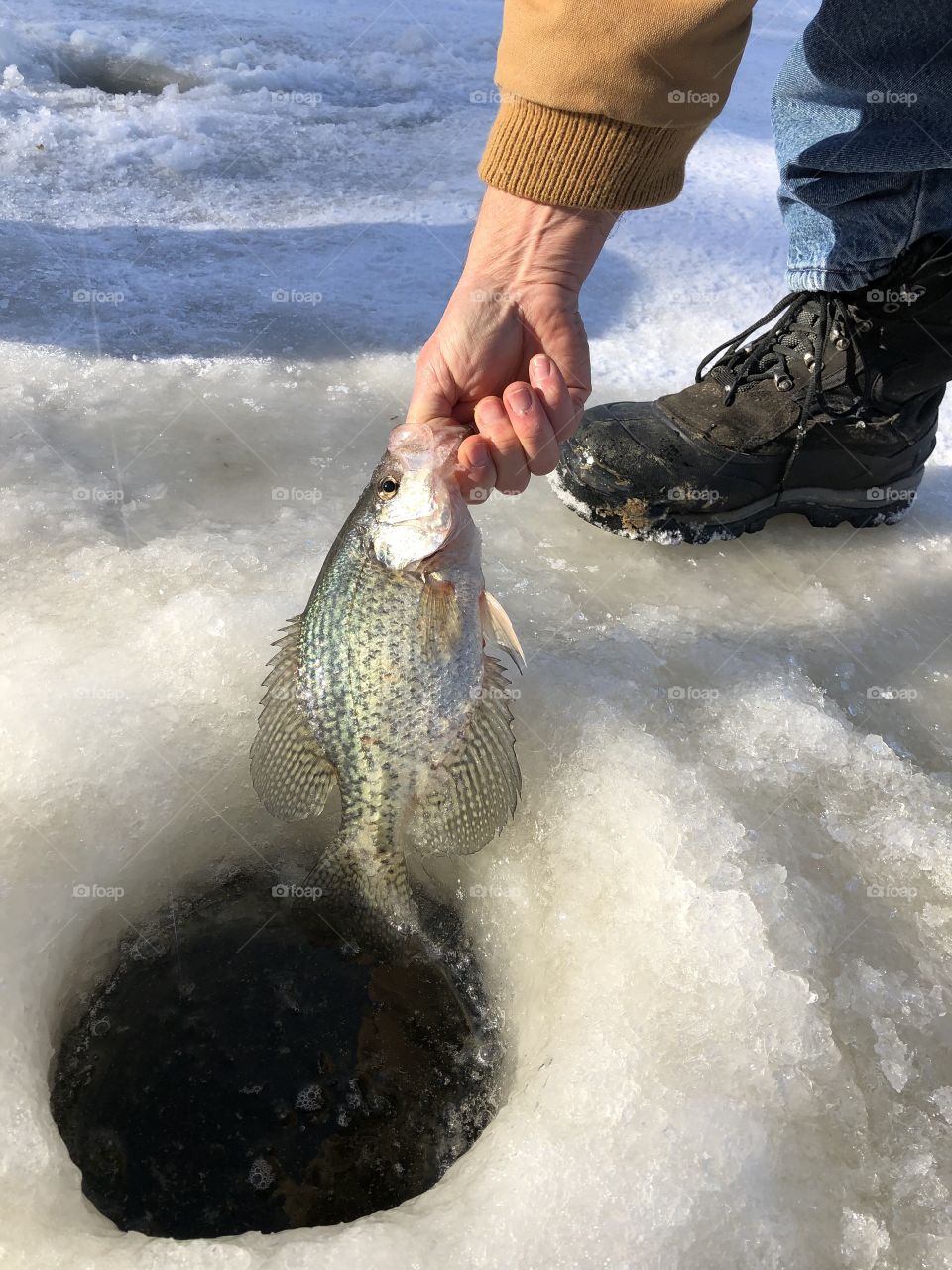 Ice fisherman with a Crappie