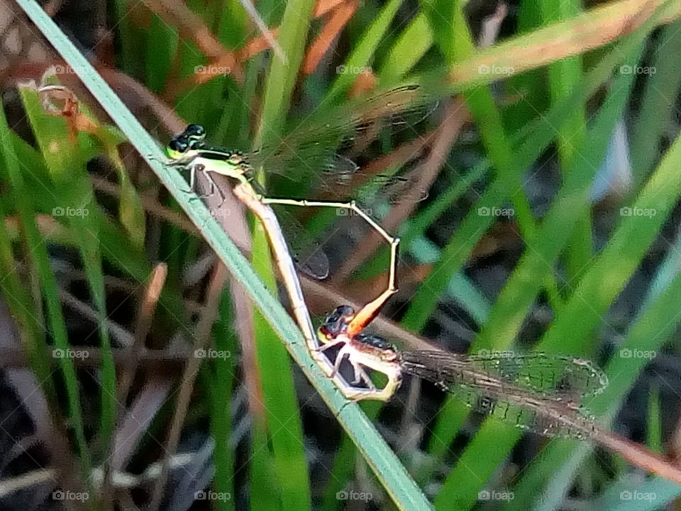 damselfly 2018-01-22 013 
#আমার_চোখে #আমার_গ্রাম #nature #dragonfly  #animalia #arthropoda #insecta #odonata