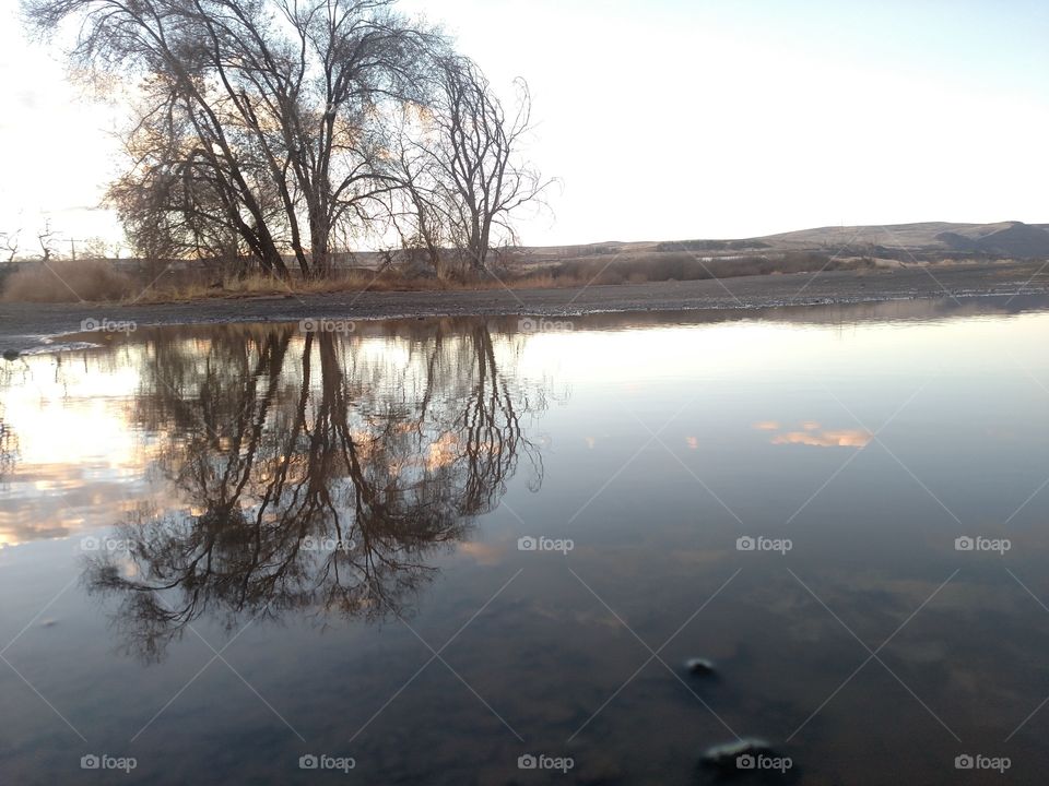 Tree reflection in puddle.