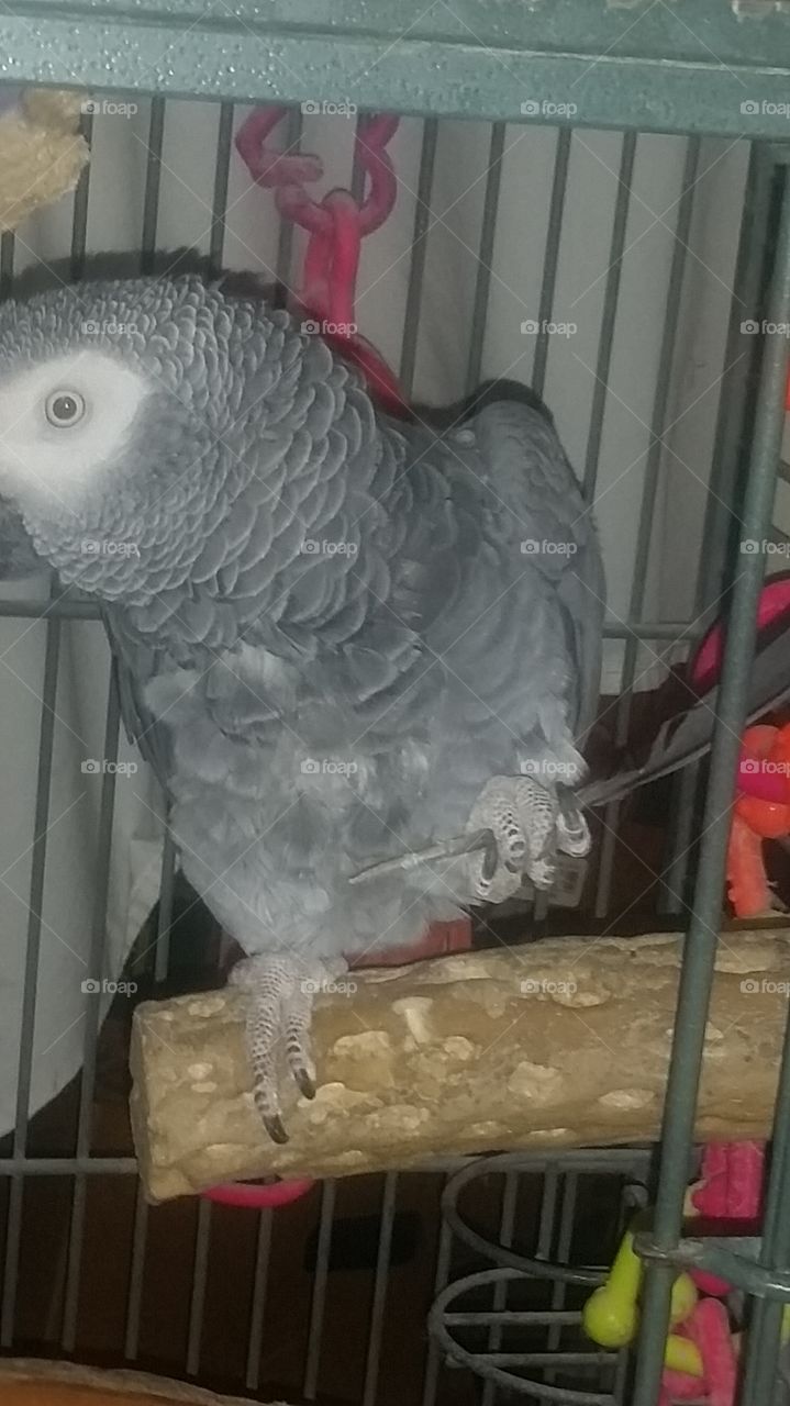 African Grey using a tool