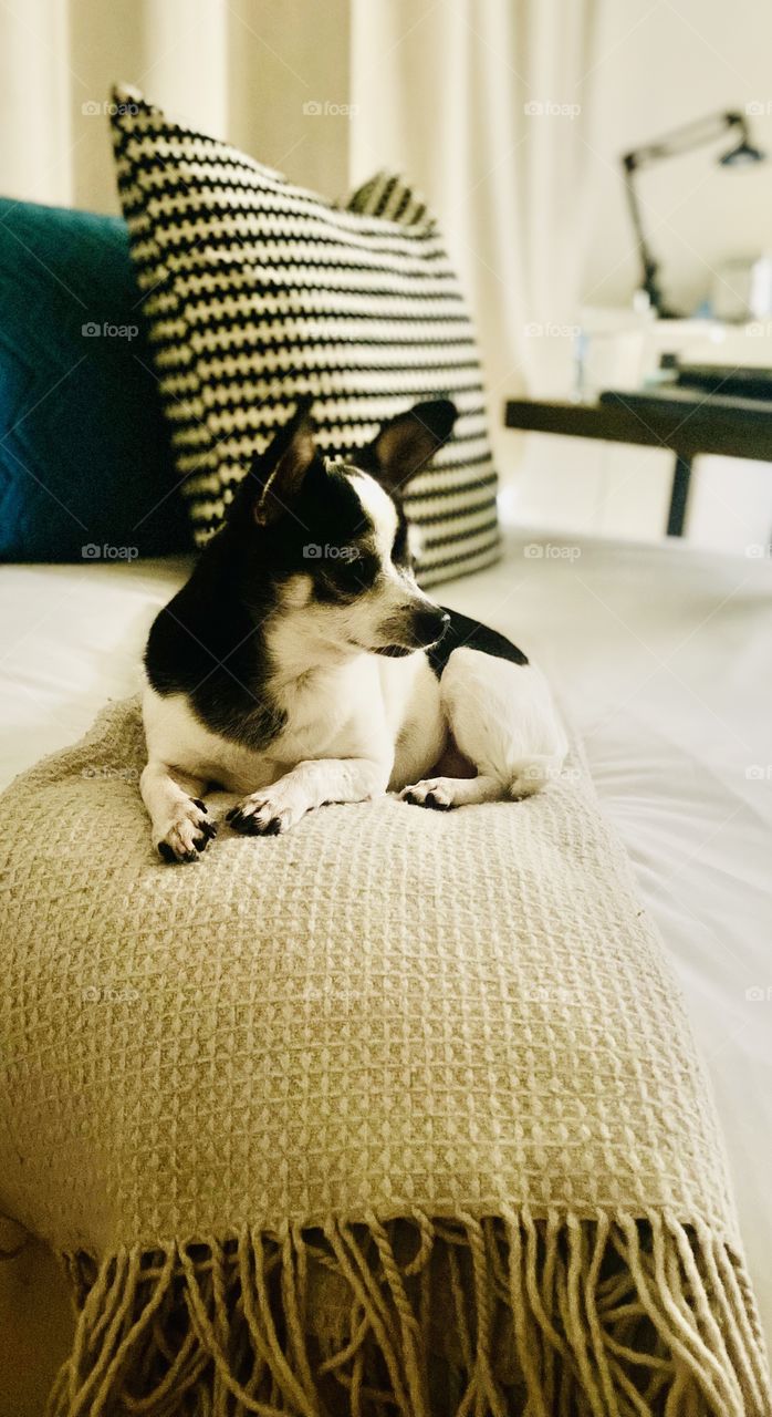 Sitting calmly, looking ahead 