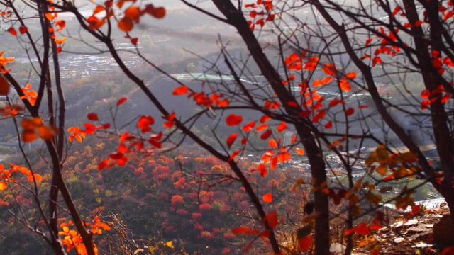 Winter Red Leaf