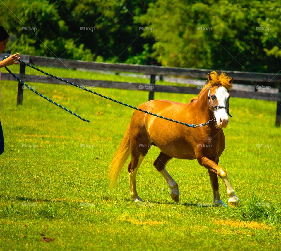 A person holding horse