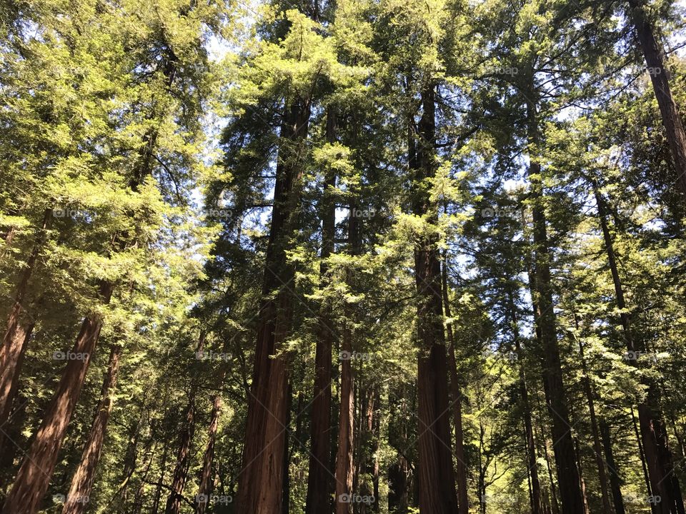 Redwoods in California