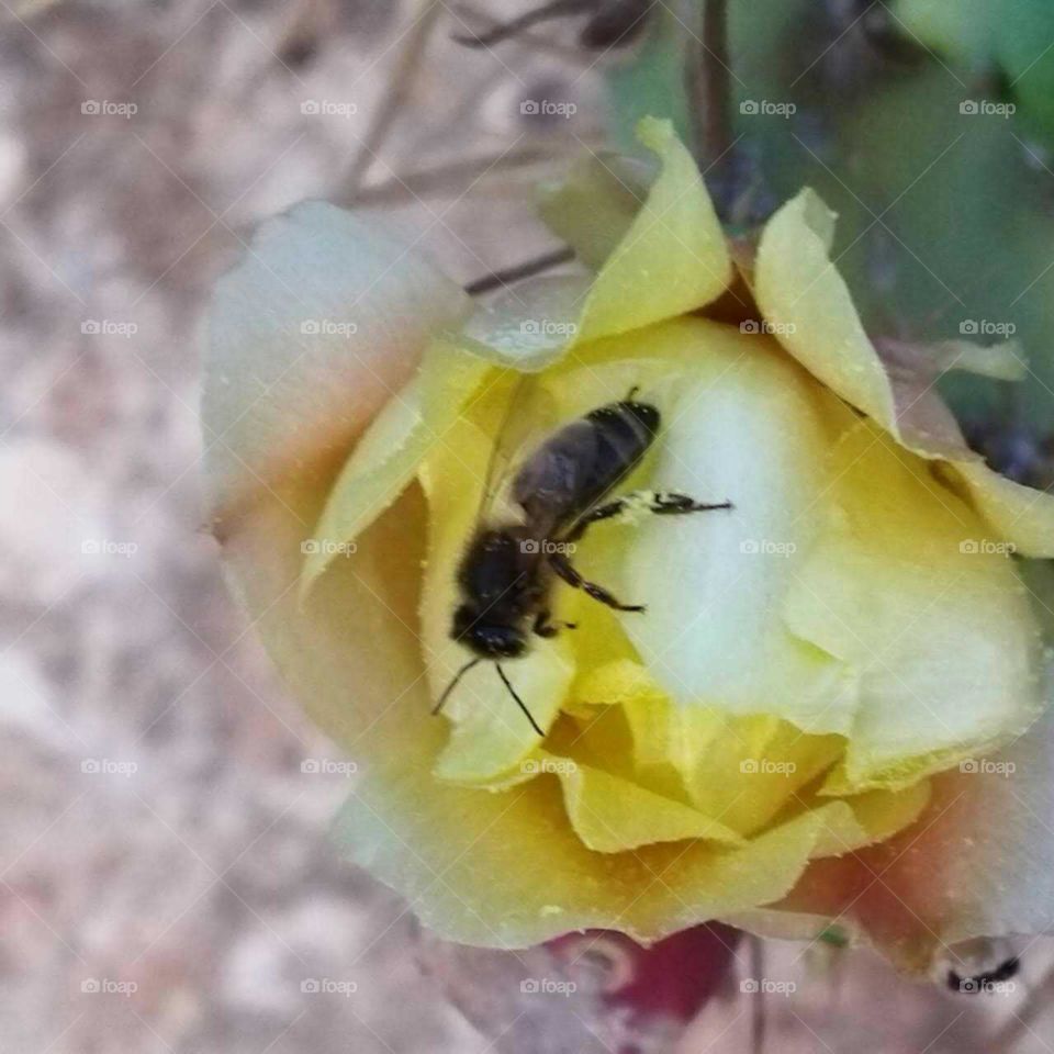 Beautiful bee on yellow cactus flower.