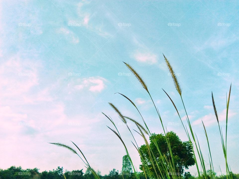 grass,sky