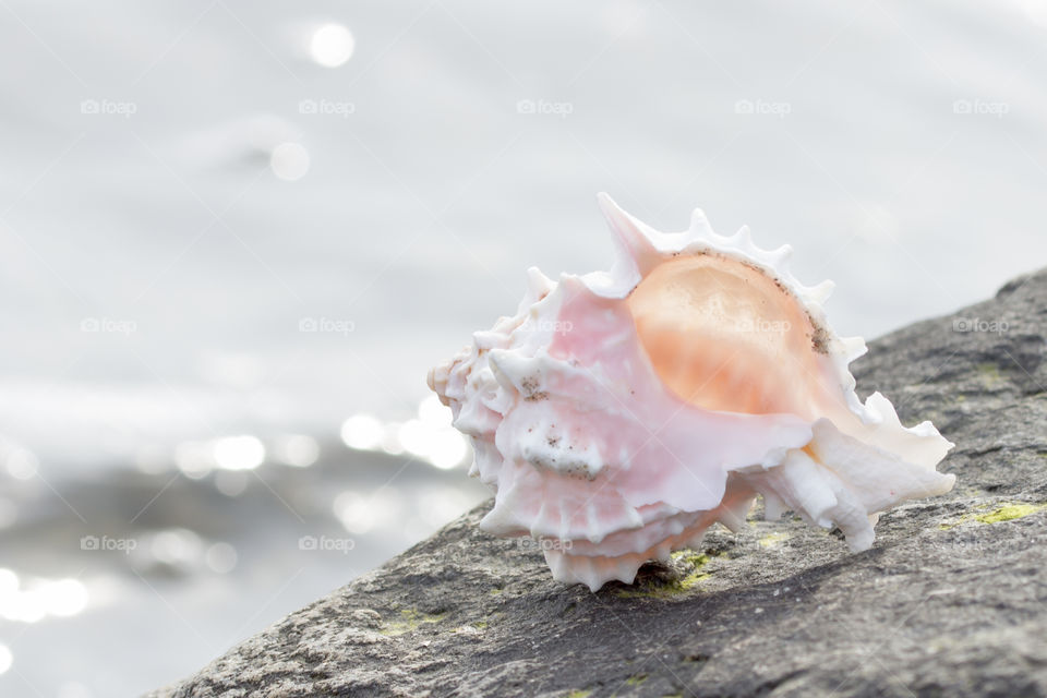 Close-up of pink conch shells