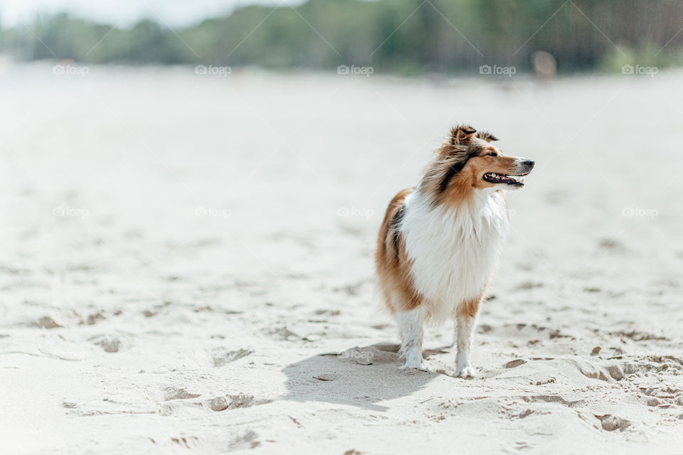 dog on the beach