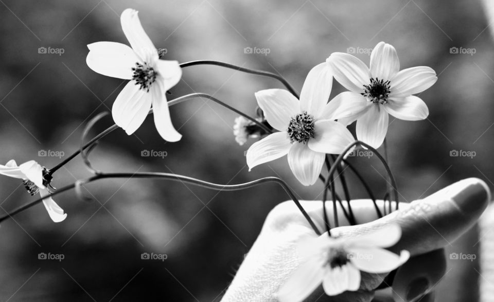 gentle flowers in the hand summer time back and white background