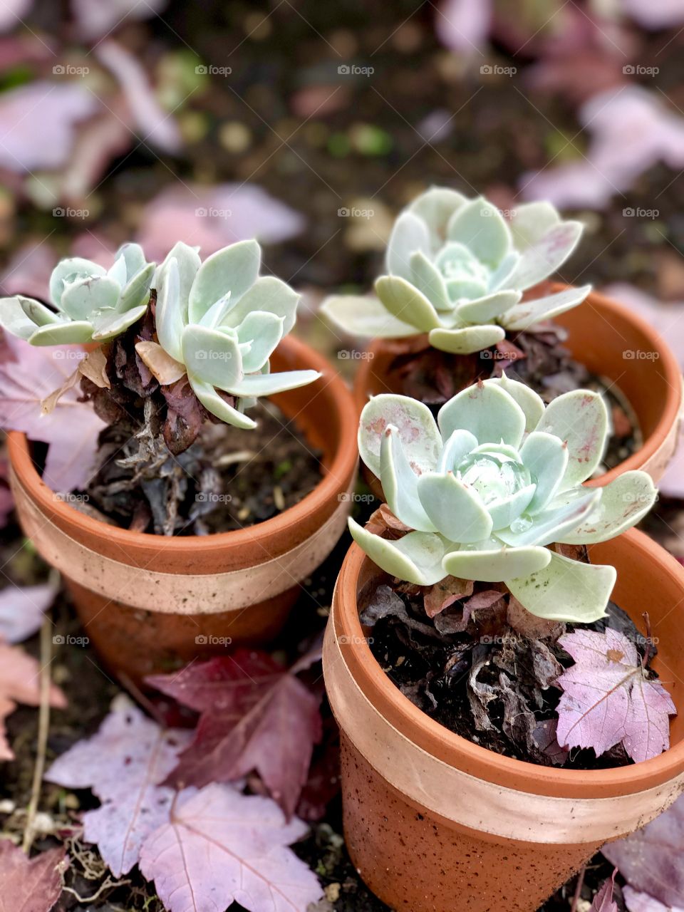 Succulent perfection