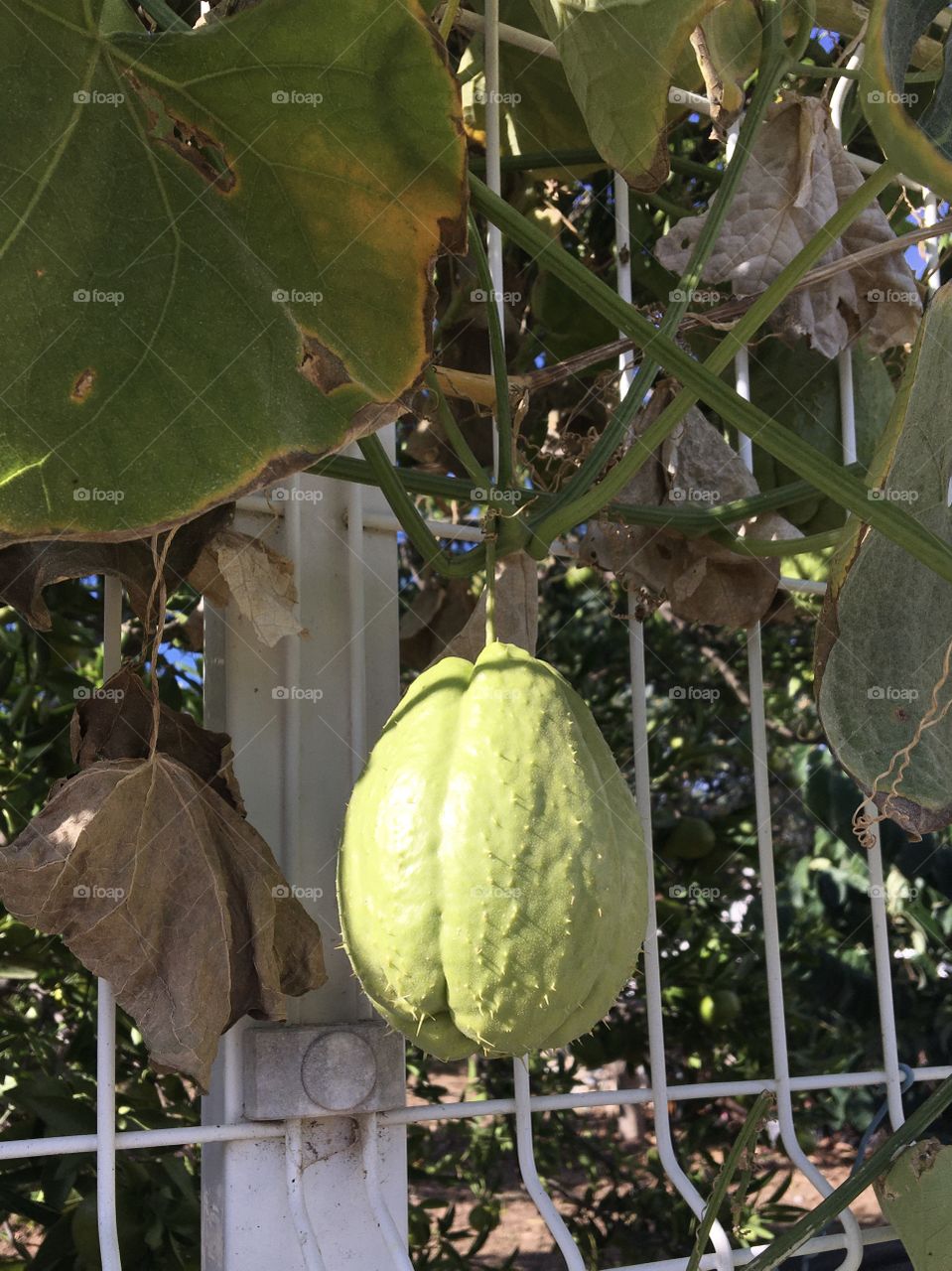 Chayote on the fence