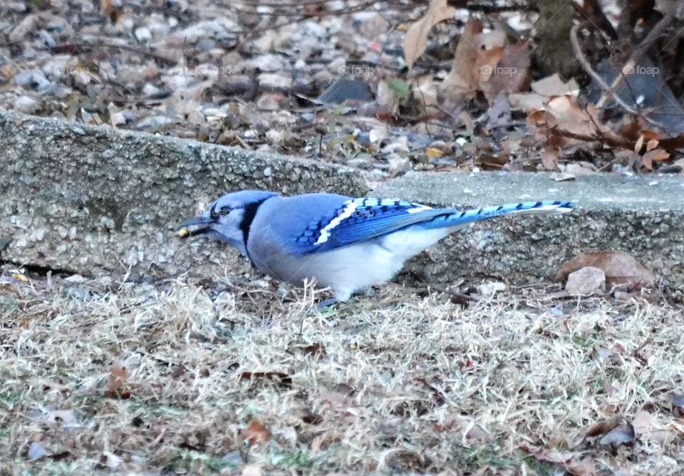 bluejay