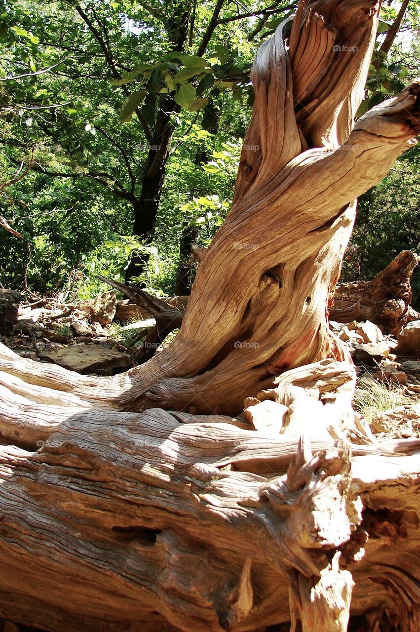Petrified Tree in the Arkansas Wilderness