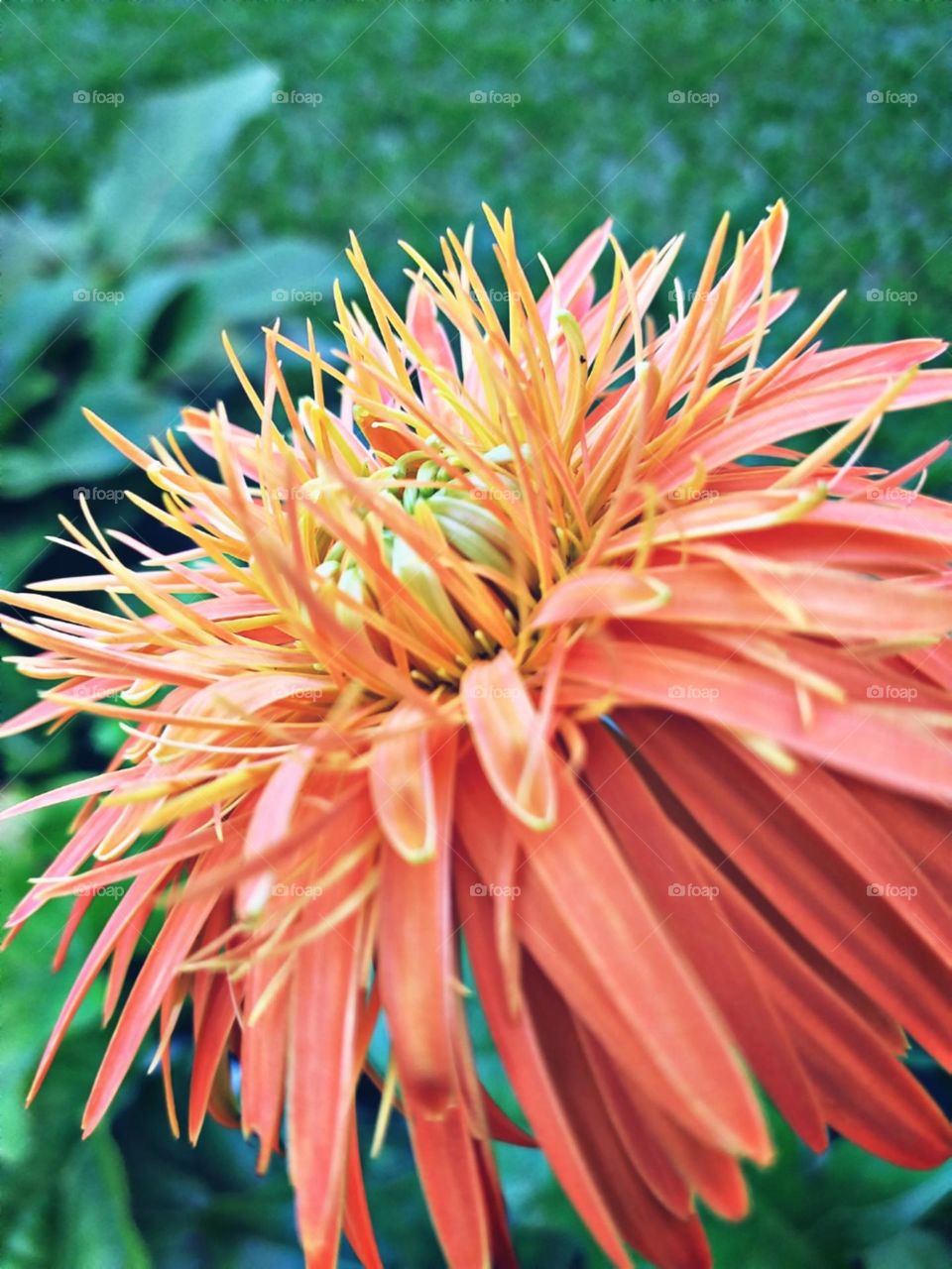 Ainda molhada pelas gotas da breve chuva.