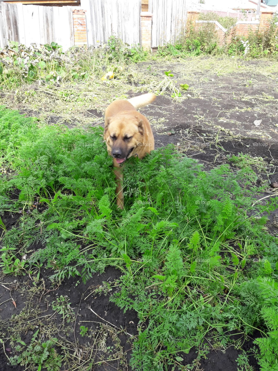 Собака Цезарь