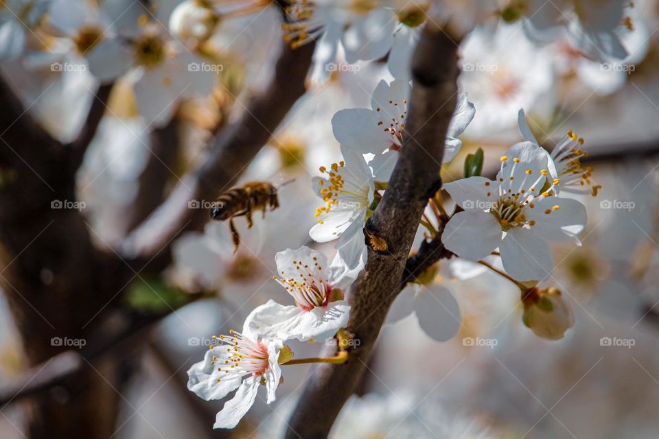 a bee and the spring flowers