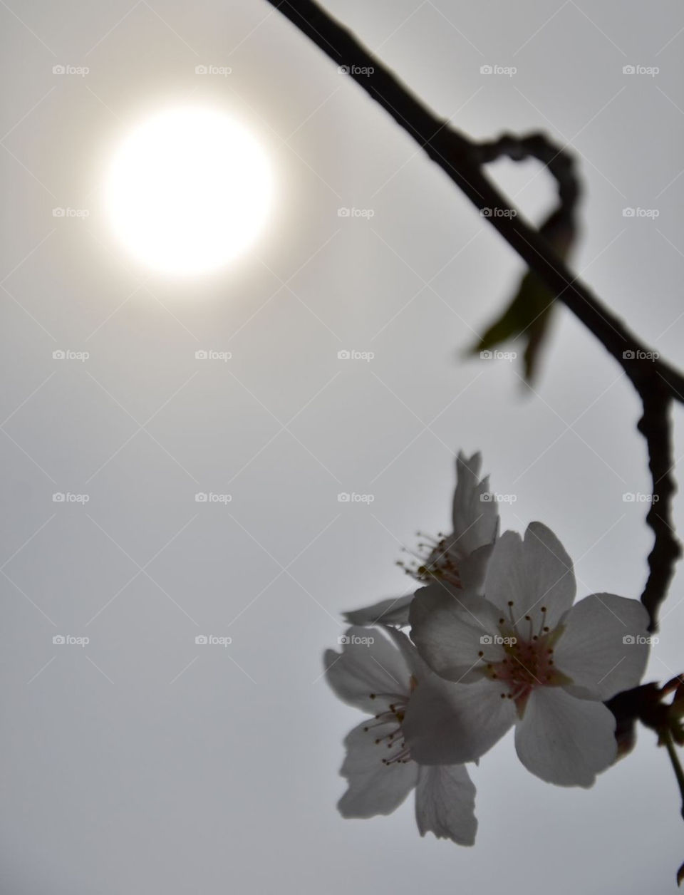 flower macro close sun by hugo