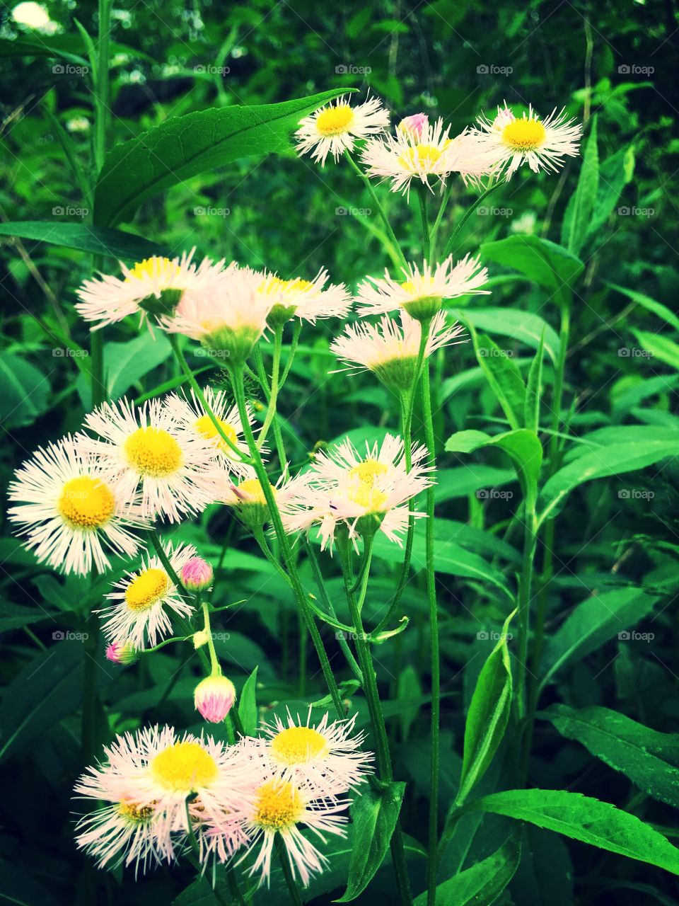 Flowers in the field