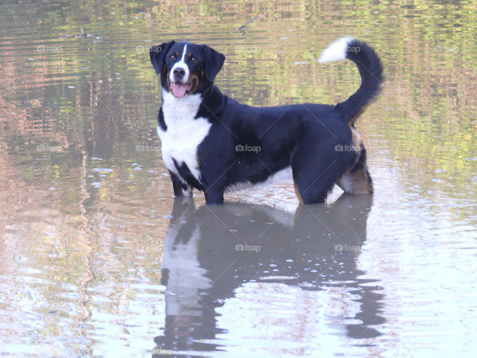 Dog's Favorite past time