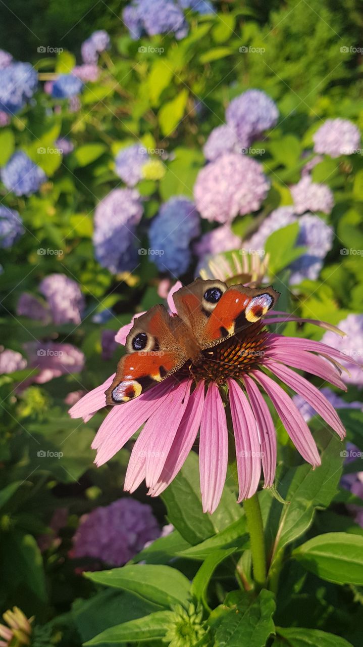 Pink summer