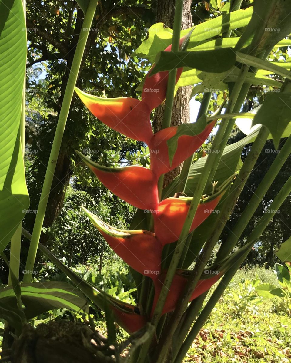 detail of a rostrata heliconea.  atlantic forest plant