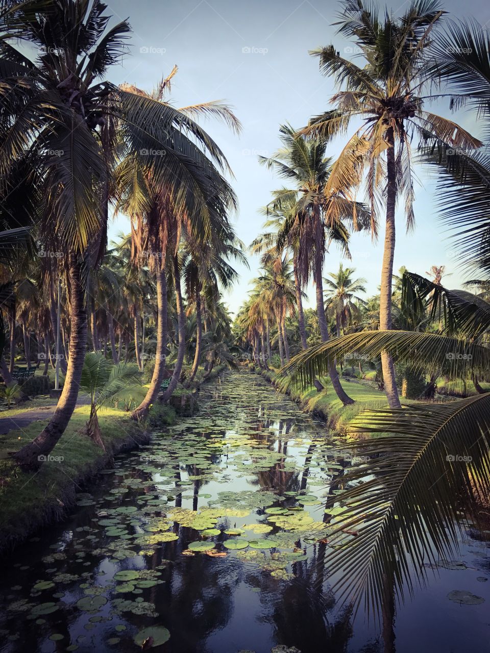 Coconut garden, orchard, plantation in Thailand 