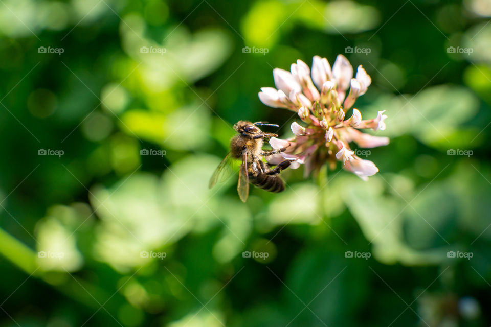 Bee on the flower macro shot
