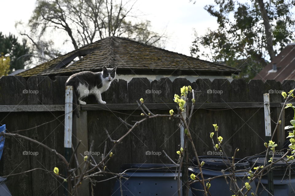 The neighbor’s cat is wondering around and it poses for me on the wood fence. 