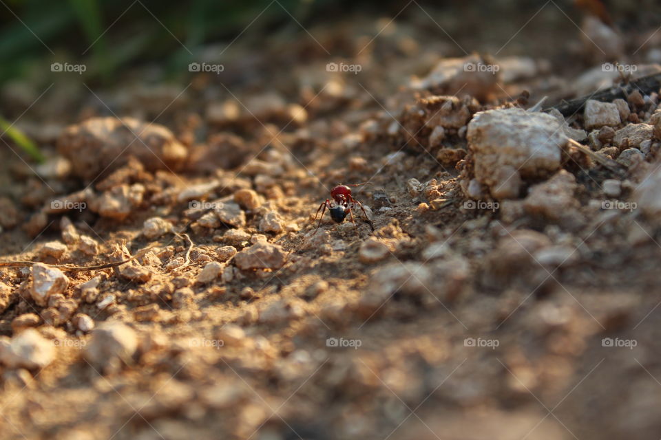 Ant in focus