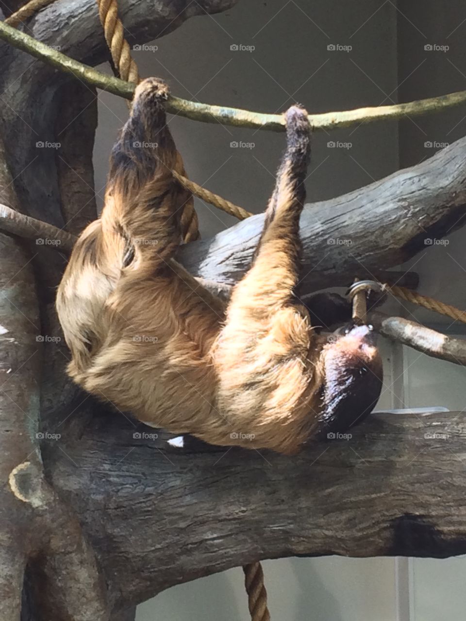 Sloth at the NC Museum of National Sciences