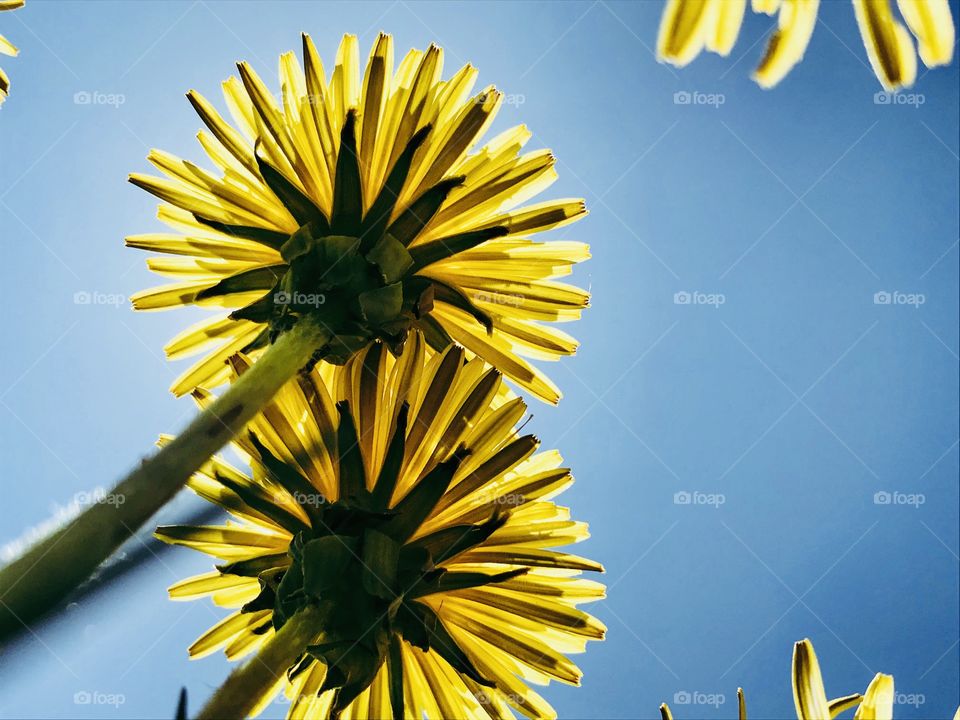 Sun shining down on bright yellow dandelions