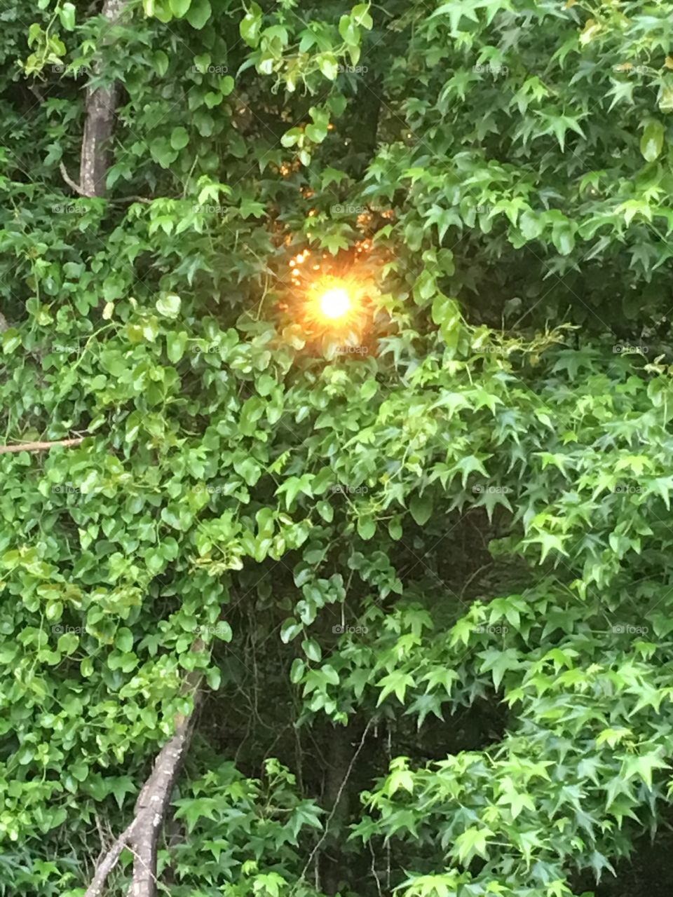 Beautiful Sunset through green, leafy trees. Peaceful, hopeful, lovely sun through trees. 