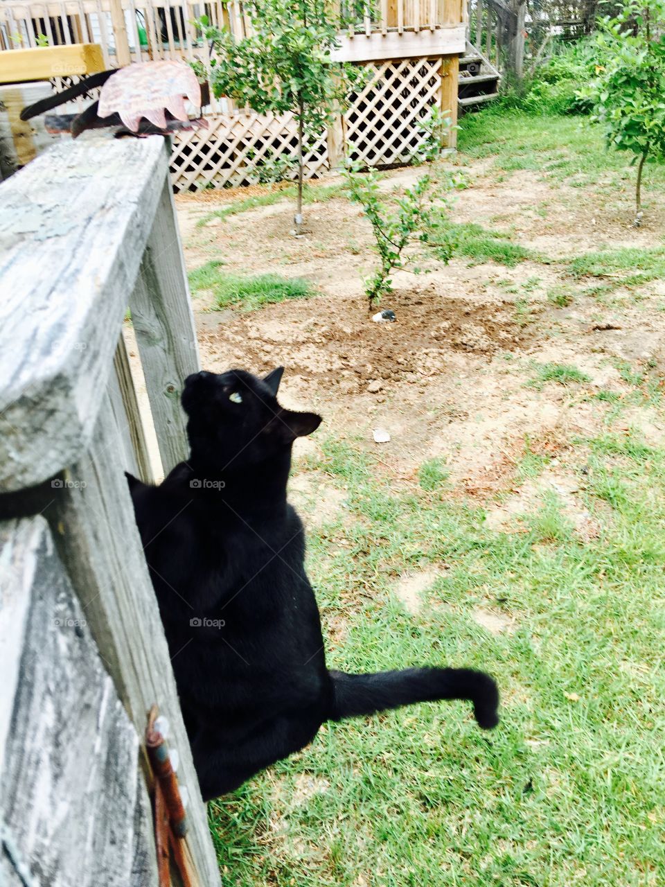 Black cat jumping caught mid air jumping to top rail.