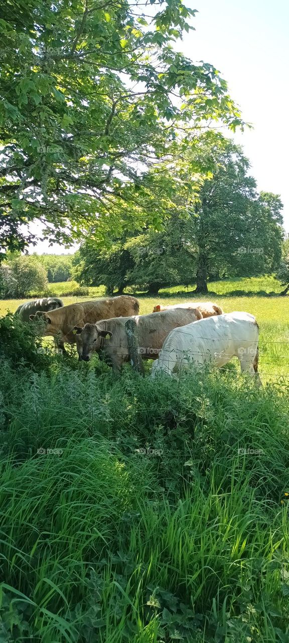 Irish cows