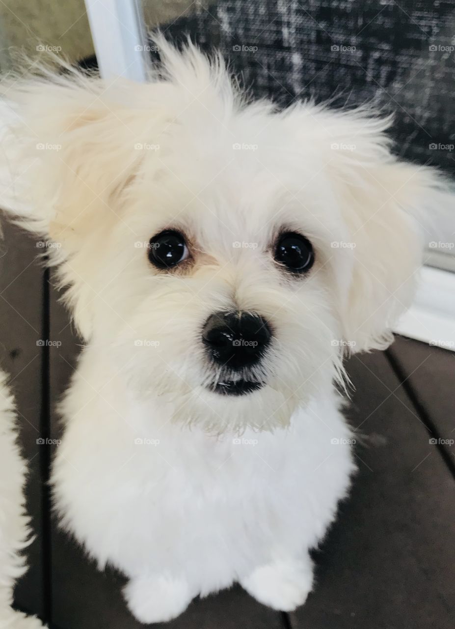 Closeup white puppy
