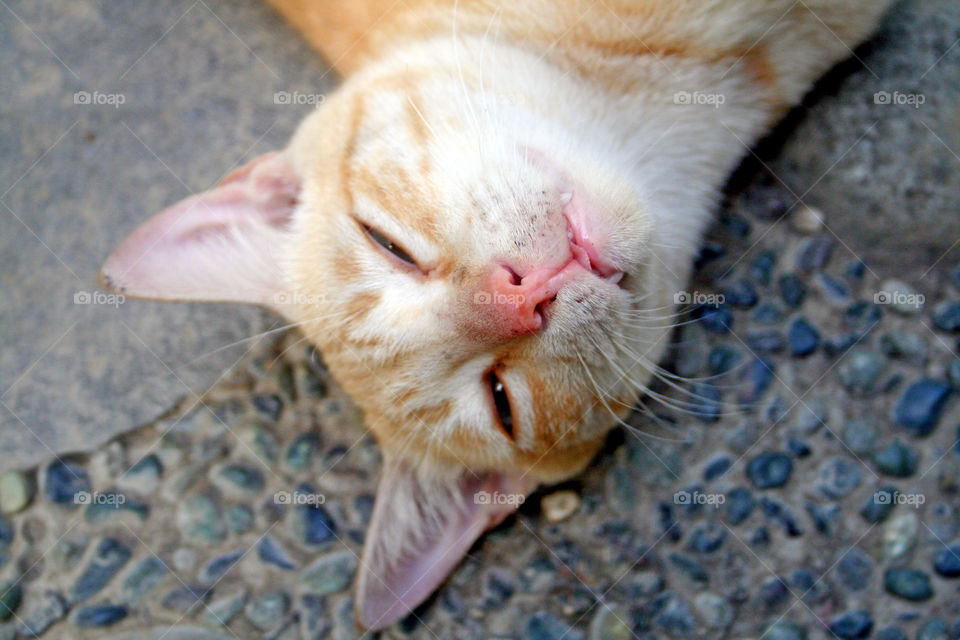 Lazy cat on the carpet