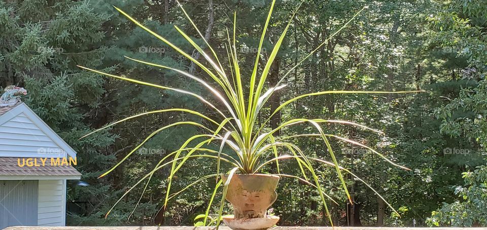 Tropical plant growing in funny faced clay planter made in the carribean Islands. Growing spikey summer plant that doesn't flower.