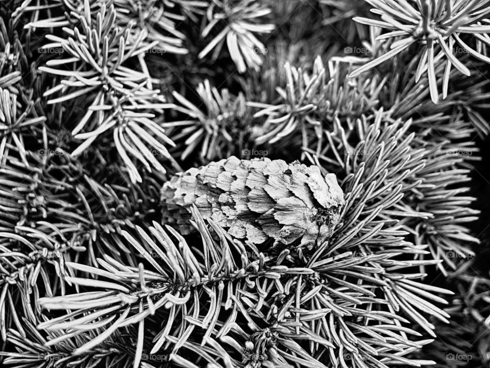 Close-up of pine cone