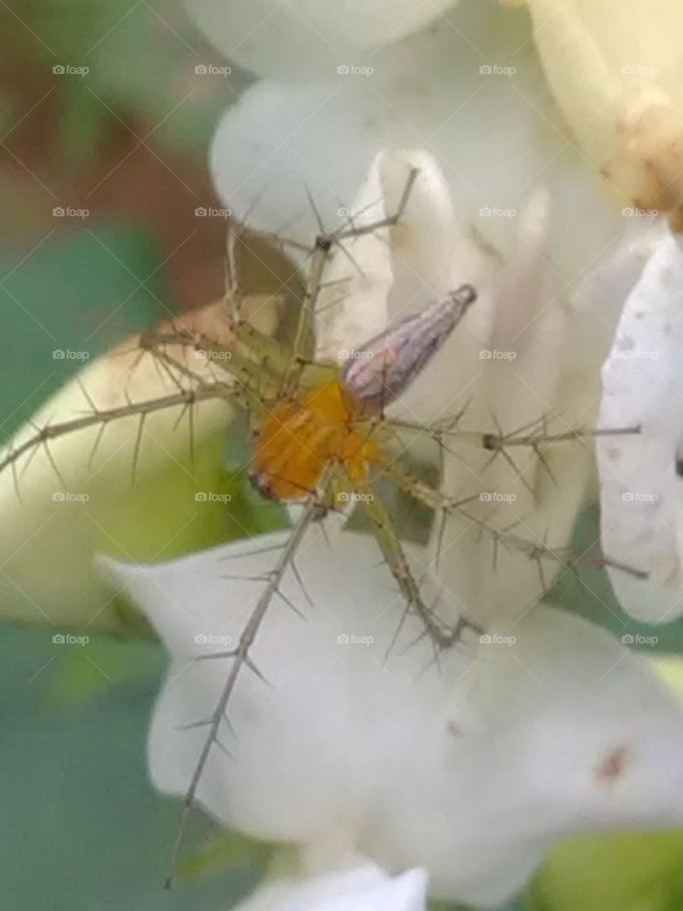 This is a very beautiful and dengars spider mosquitoes spider.