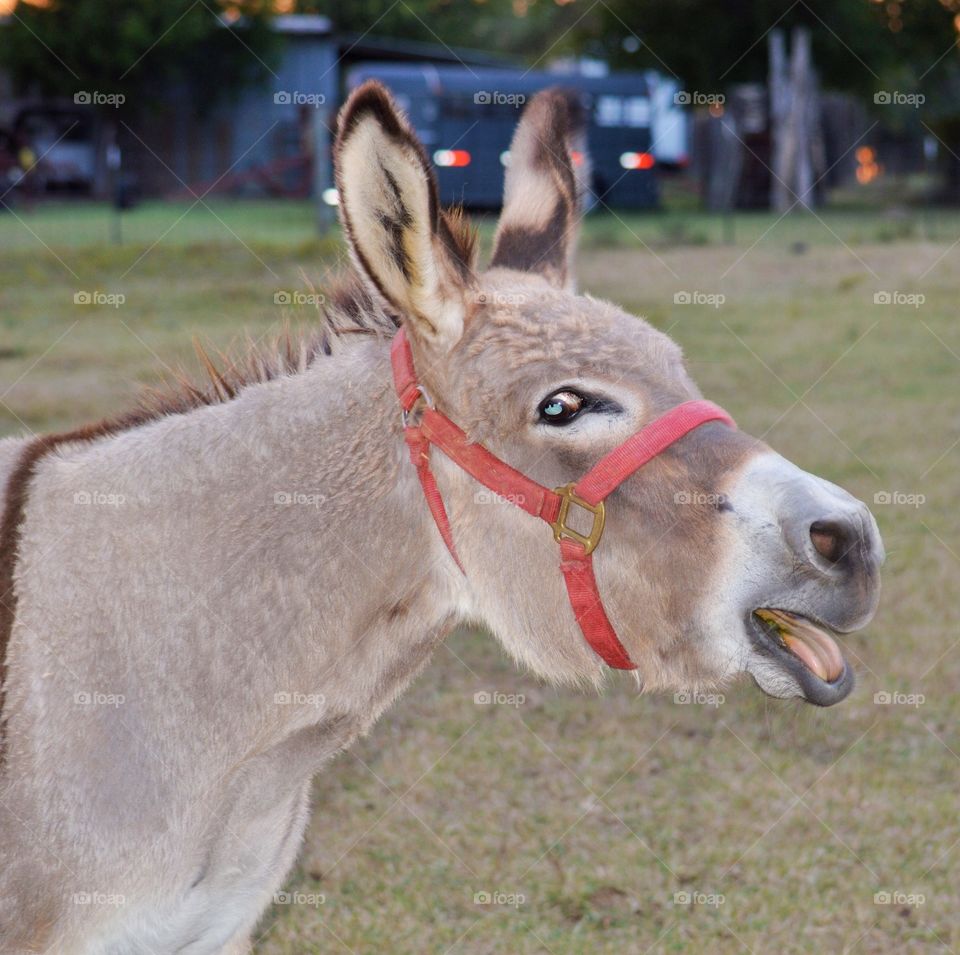 Close-up of a donkey